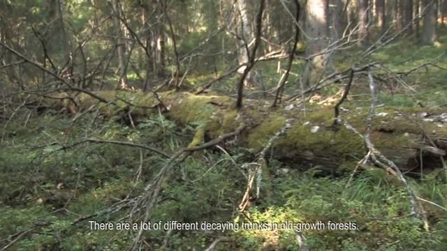 Исчезающая тайга, малонарушенные леса Северной Европы смотреть онлайн