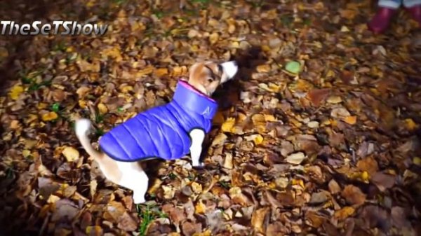 ЭЛЛИ ДИ ( Elli Di ) ПОЧЕМУ ЕЁ ТАК НЕНАВИДЯТ?! 😡