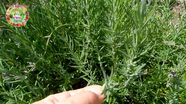 Летняя стрижка лаванды. Когда и в каких регионах можно и нужно стричь лаванду летом? смотреть онлайн