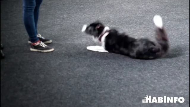 Показательная дрессировка в помещении