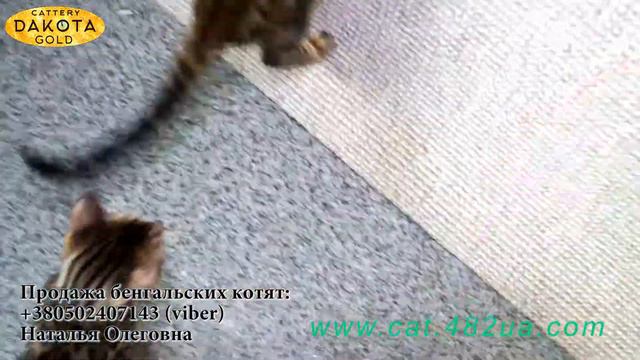 Бенгальские котята играют в питомнике 1