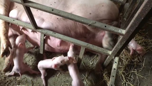 Плановый опорос// рабочие будни смотреть онлайн