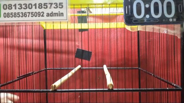 LELANG KENARI SERI LOKAL - IMPOR || FULL GIVEWAY BURUNG смотреть онлайн