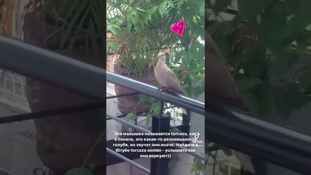 Смотрите кого я нашла! Почему я говорю с животными по-русски смотреть онлайн