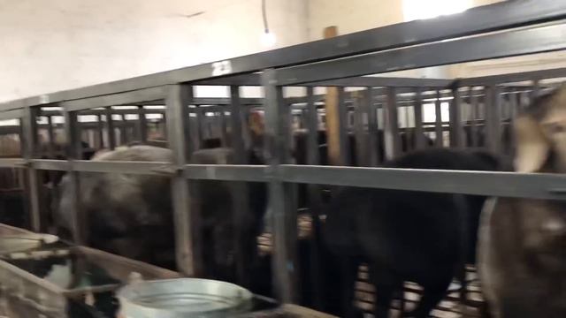 QOY BOQISH MANA BUNDAY BOLIBDI😳 300/ta 150 Kg QOCHQORLAR ☎️ +99893-494-76-01