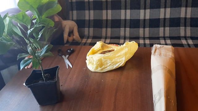 Распаковка! Саженцы лимона почтой!Unpacking!Lemon seedlings by mail.СТИХиЯ. смотреть онлайн