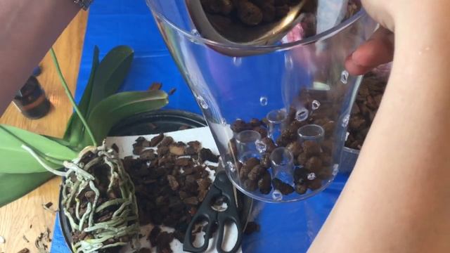 КАК ПРАВИЛЬНО ПЕРЕСАДИТЬ ОРХИДЕЮ. Подробно и просто. смотреть онлайн