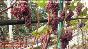 Виноград КИШМИШ РИЛАЙНС ПИНК СИДЛИС  ранний с землянично-клубничным вкусом ягод. (Пузенко Наталья)