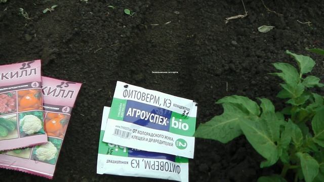 КАК ГАРАНТИРОВАННО ИЗБАВИТЬСЯ ОТ КОЛОРАДСКОГО ЖУКА БЕЗ ХИМИИ смотреть онлайн