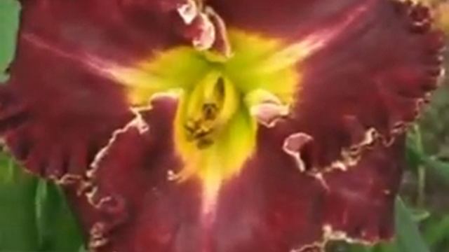 Лилейник daylily LARRY'S OBSESSION смотреть онлайн