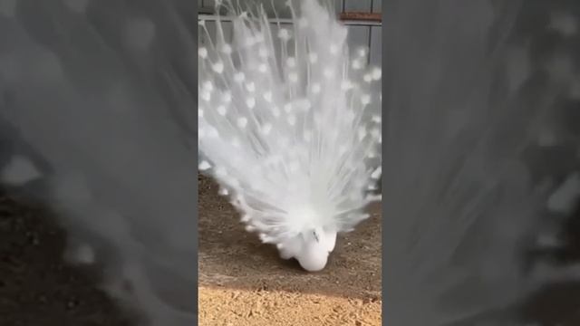 А вы знали, что #павлины считаются одними из самых больших летающих птиц в мире? #павлин#самец#хвос смотреть онлайн