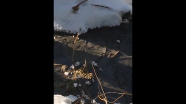 Гостиница загрязняла экологию в Хабаровске смотреть онлайн