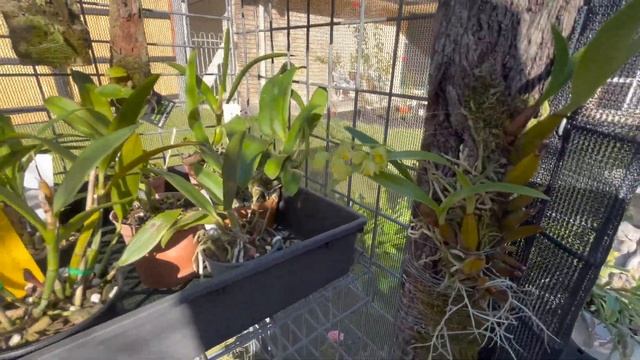 Большой обзор орхидей ? смотреть онлайн