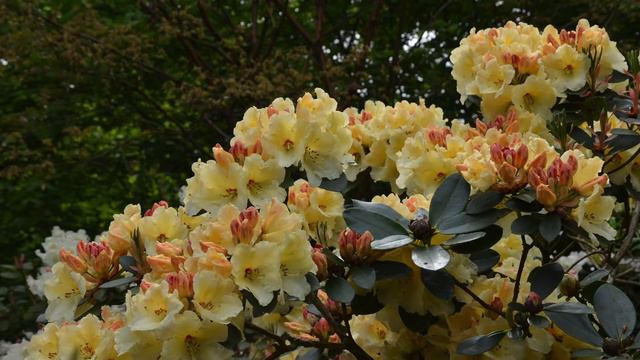 RHODODENDRONS et AZALÉES en fleurs - 7 et 8 mai 2016 смотреть онлайн