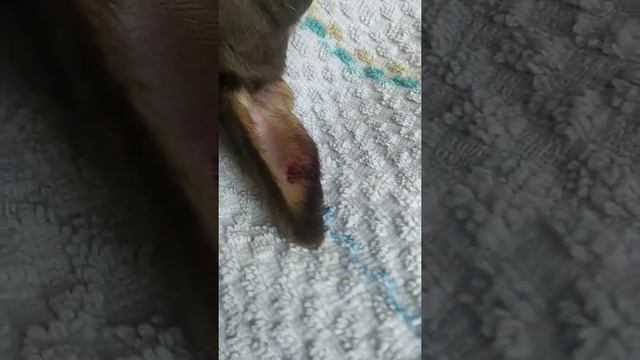 ЧУЧА ЗАЛИЗЫВАЕТ РАНЫ ПОСЛЕ СХВАТКИ С КОТОМ. Часть 2 смотреть онлайн