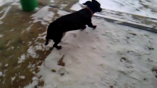 Такса смотреть онлайн