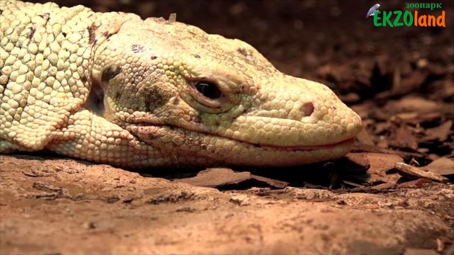 ZooEKZOland смотреть онлайн
