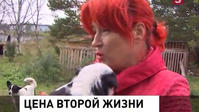 В Хабаровском крае приют с бездомными животными остался без опеки смотреть онлайн