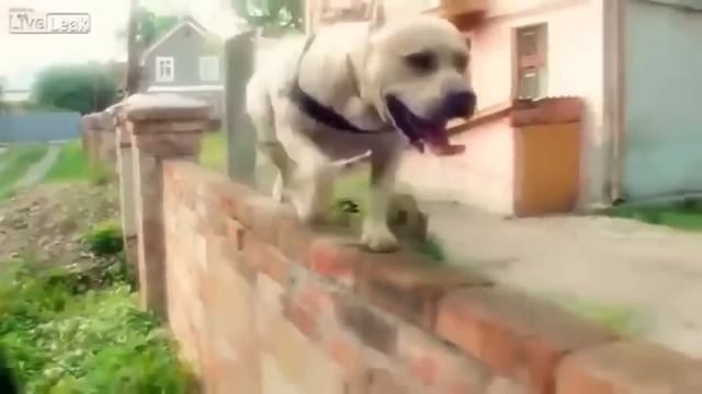 Питбули и стаффорды во всей своей красе. смотреть онлайн