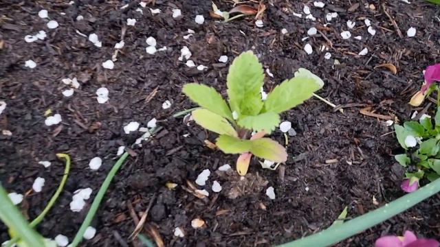 Cut Flower Beds Update • Extending The Vase Life Of Icelandic Poppies • GG The Garden Girl смотреть онлайн