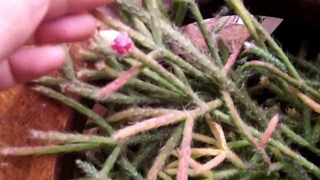 Miniature flowers and fruits on my Rhipsalis Cacti смотреть онлайн