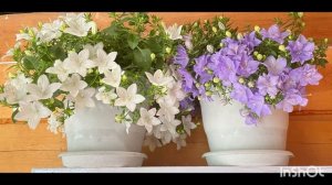 Как вырастить цветок семейного счастья #кампанула