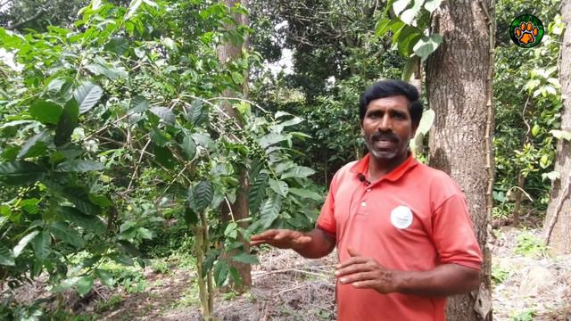 Coffee Cultivation (தமிழ்) in Kolli Hills | Coffee Plant in Tamil Nadu | Wild Tamilan смотреть онлайн