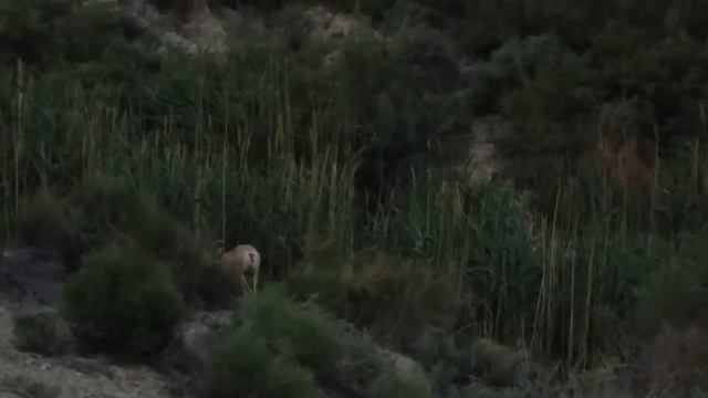 Бекет ата киіктері 08.07.2018. смотреть онлайн