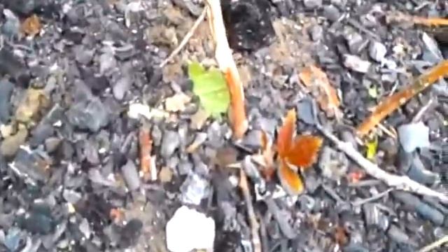 КОТЫ ТЮЛЬПАНЫ САМОЛЕТЫ ДАЧА ДОРОГА КОЛОДЕЦ смотреть онлайн