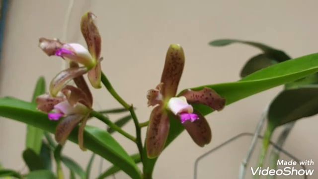 Cattleya Guttata
