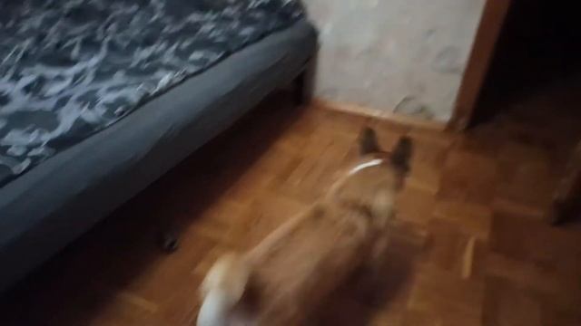 ЖИЗНЬ С КОРГИ Собака и кот в квартире. Как подружить кошку с собакой??? смотреть онлайн