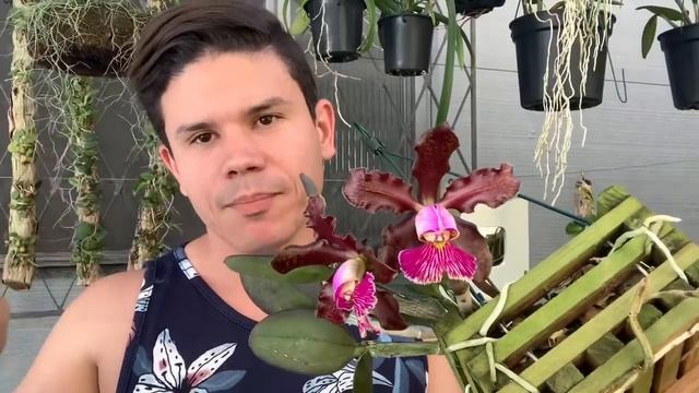 ORQUÍDEAS COM FLORES ESPECIAIS - CATTLEYA WALKERIANA - CATTLEYA SCHILLERIANA смотреть онлайн