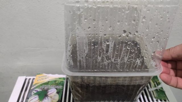 Секреты проращивания ПЕПИНО из семян, все тонкости и хитрости! смотреть онлайн