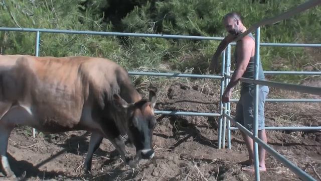 Cows Arrive In Escondido смотреть онлайн