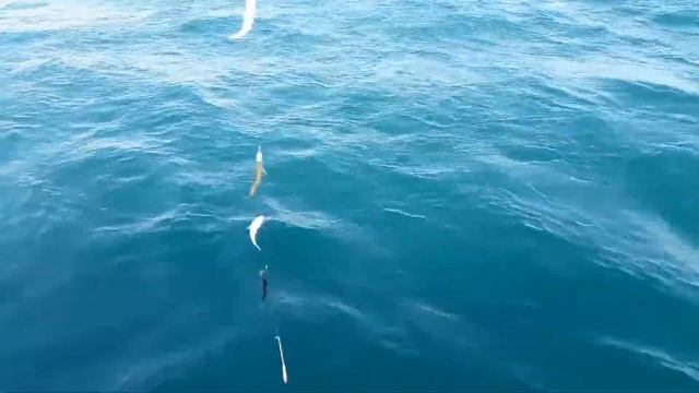 Феодосия. Морская рыбалка на Ставридку. смотреть онлайн