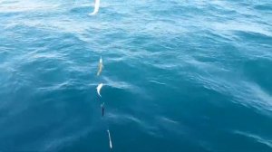 Феодосия. Морская рыбалка на Ставридку.