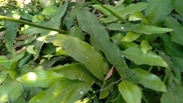 Dama da Noite. Epiphyllum Oxypetalum смотреть онлайн