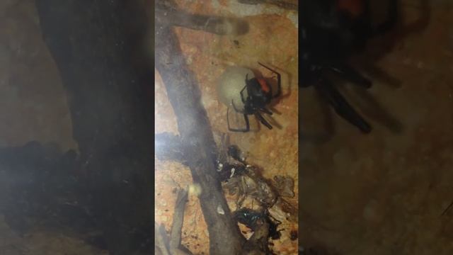 Latrodectus Hasselti ( Redback Spider ) смотреть онлайн