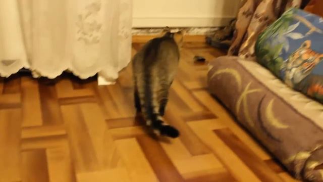 Барсик пьет воду и играет с крышкой от фотоаппарата смотреть онлайн