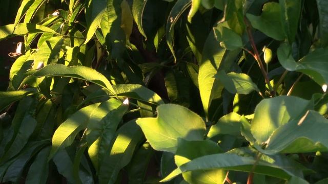 4K Canon G50 and the Sunny Leaves смотреть онлайн
