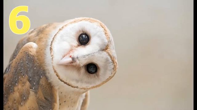 ТОП - 12 животных, которые хранят верность партнеру всю жизнь смотреть онлайн