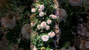 «Кремовый зефир» сорт Марлен Шарелл??