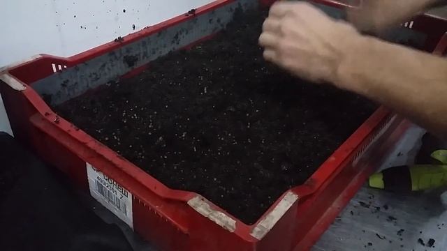 Разведение червей.Заселение коконов червя. Видео инструкция. смотреть онлайн