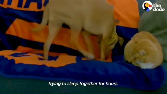 Parents Set Up Hidden Camera And Catch Cat Cuddling Their Anxious Dog | The Dodo Odd Couples смотреть онлайн