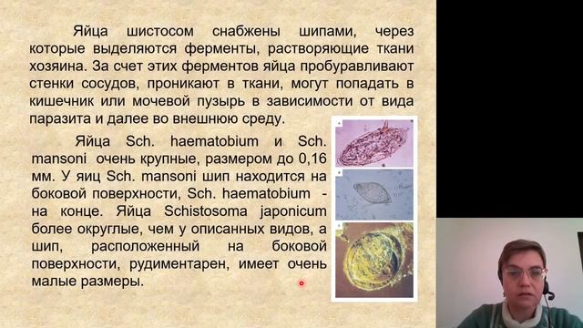 Биология. Плоские черви PLATHELMINTHES смотреть онлайн