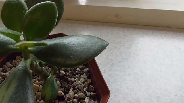 Денежное дерево Толстянка