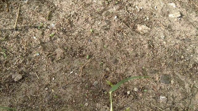 Газонная трава как посадить и ухаживать.Garden Line Германия.Спортивный газон. смотреть онлайн