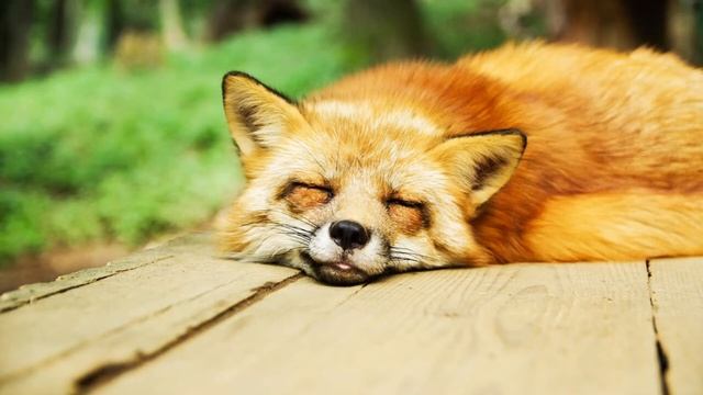 Sleep | New Beat 2020 смотреть онлайн