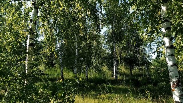 2 июля. ДЕНЬ ЗОСИМЫ ПЧЕЛЬНИКА. Что нельзя и что можно делать смотреть онлайн