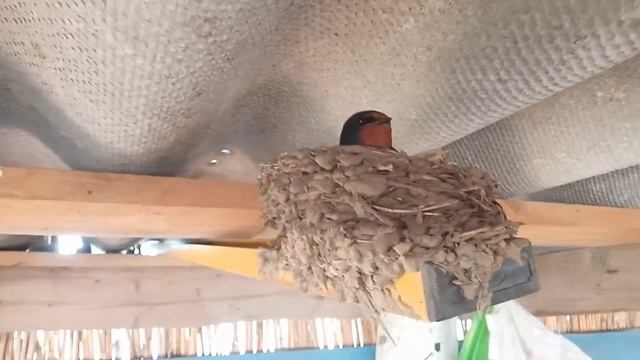 ласточки свили гнездо ??? смотреть онлайн